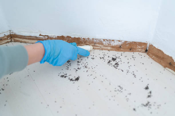 Wasp Removal Services in Manhattan, KS